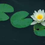 Nymphaea_odorata_fragrant_water_lily_flower[1]
